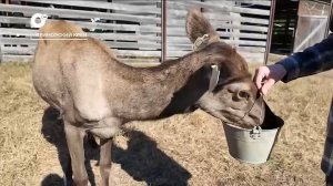 Разведка блогом / 04.11.25