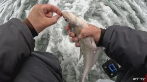 Ловля синца зимой со льда на затоне р. Оки. Зимняя рыбалка 24/25.