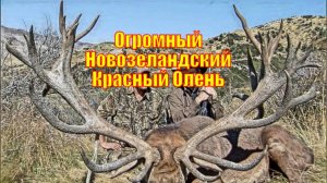 Огромный Новозеландский Красный Олень