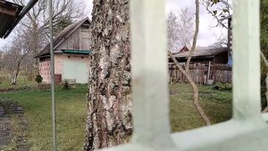 Сажаю сосны осенью 2025 на новый участок.