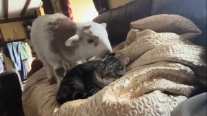 Коту надоел этот ягненок - 2025 год