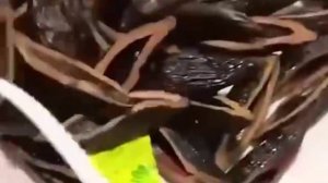 Школьники в России массово подсели на опасный «наркотический» орех — он влияет на психику