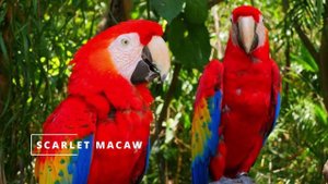 ДИСКАВЭРИ: ЖИВОТНЫЕ – ДИКАЯ ПРИРОДА И МИЛЫЕ ЖИВОТНЫЕ 8K ULTRA HD