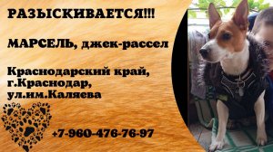 Пропала собака! МАРСЕЛЬ. Джек-рассел. Краснодарский край,  г.Краснодар