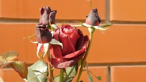 05=11=2025  уни  ПВН   (122)