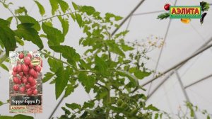 Высокоурожайный раннеспелый томат ЧЕРРИ-БЕРРИ F1