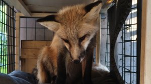 мороз и солце #уралиса