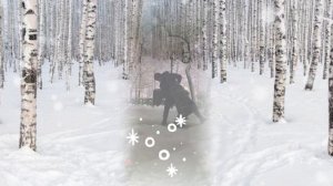 Снег ❄️летит