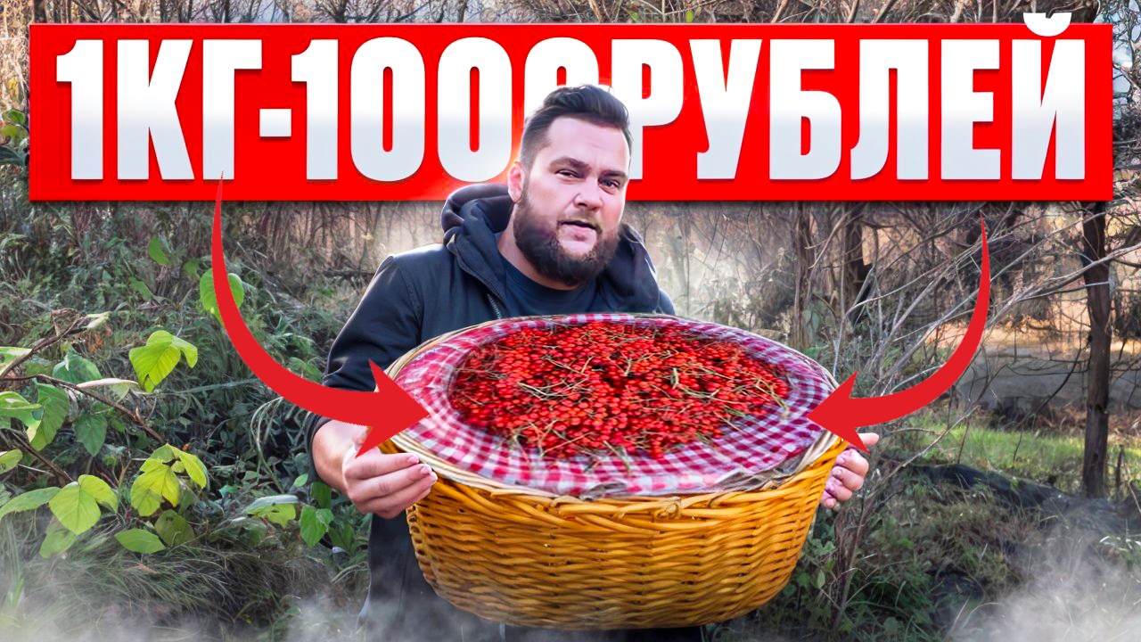 ЗАРАБОТОК БЕЗ ВЛОЖЕНИЙ/КАК ПРОДАТЬ РЯБИНУ? смотреть онлайн