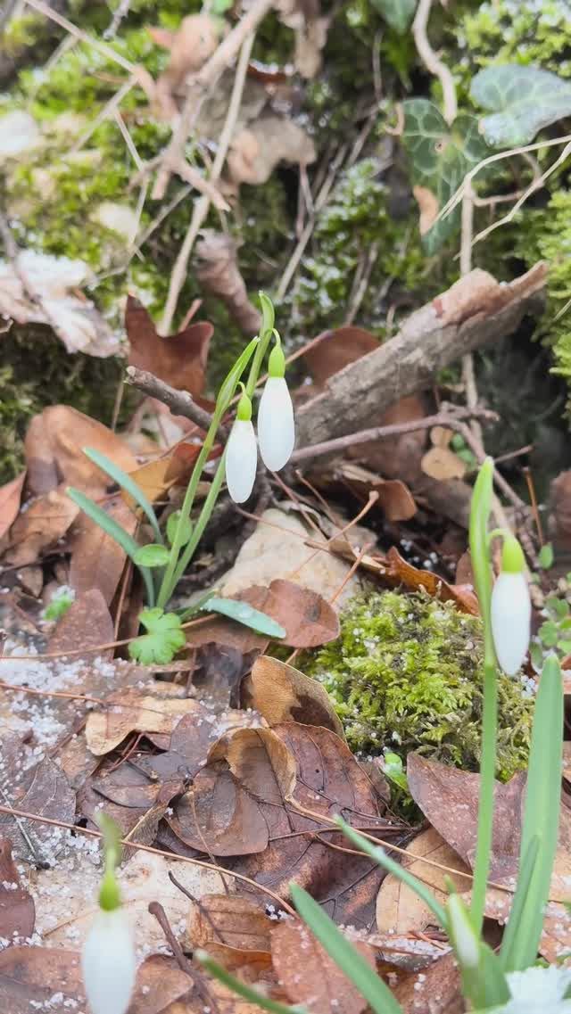 Первые цветы в Сербии. #горы #сербия #поход #весна смотреть онлайн