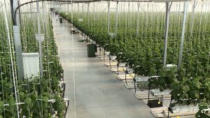 Производство огурцов в тепличном комплексе в Новоселицком округе