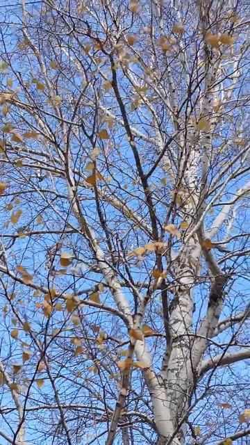 Деревья стали лысеть и какие дворы. 👍#осень смотреть онлайн