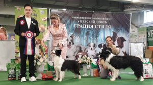 13.09.2025, СПб. Клуб "Невский Дебют". Моно БОРДЕР КОЛЛИ. Судья Jimmie Wu (Китай)