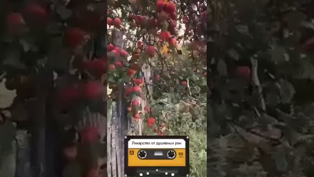 Лекарство от душевных ран...   06-11-2025