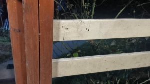 СОЧИ ГОРНОЕ ЛОО УТРО 06.11.2025