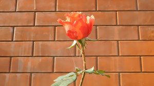 05=11=2025  уни  ПВН   (123)