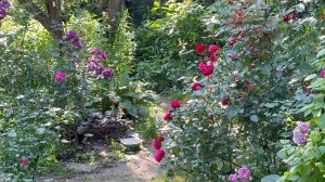 Июль в Саду 13 июля 2025 часть 1