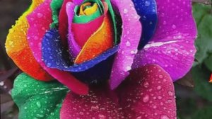 КЛАРНЕТОН поздравляет С 8 Марта!