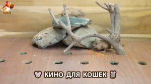 Видео для кошек про крысок развлекать питомцев 🐭🐀😂 (366)