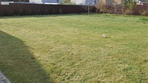 Посадил низкорослый газон "Лилипут" по траве.