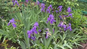 Весенний садик, ирисы💜