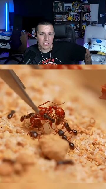 СИМУЛЯЦИЯ МУРАВЬИНОЙ КОЛОНИИ на 1000 дней | РЕАКЦИЯ МАЗЕЛЛОВА №2 смотреть онлайн