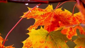 Доброго утра! Замечательного дня! Красивая музыкальная открытка с добрым утром