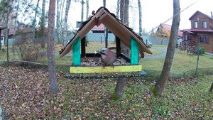 "Домик"  Кормушка для птиц. Синица, Воробей, Сойка  20.10.25