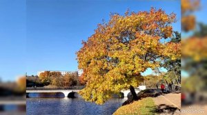 Золотая осень 2025 на берегу Нижнего Озера ( замкового пруда - ex. Шлосстайх) в Калининграде