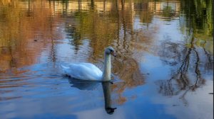 Нейросеть. Одинокий лебедь. Идея и монтаж Татьяны Пантелеевой.