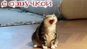 СМЕШНЫЕ КОШКИ нас УДИВЯТ!🤗 Смешные- видео-ОЗВУЧКА!🤗СМЕШНОЕ -ВИДЕО😍 Наши любимые смешные животные