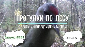 Прогулки по лесу. День за днем с дедом Многоведом. 5 ноября 2025г. Эпизод 961.