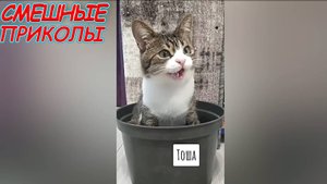 Смешные видео - Лучшие ПРИКОЛЫ СМЕШНО ДО СЛЕЗ Русские приколы ОТБОРНЫЕ