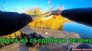 Ловля щуки осенью на резину!