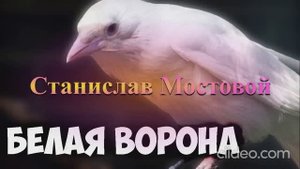 Белая ворона