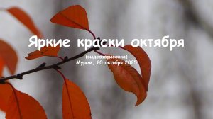 Яркие краски октября (видеозарисовка), Муром, 20 октября 2025, Bright Colors of October