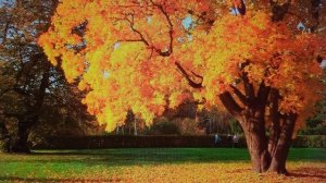 В подворотне осень с ветром танцевала. Елена Карпук