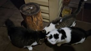 🔥кототигры тестируют-дегустируют акционную Шебу🧐