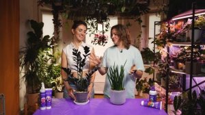 🔝Топ 5 самых неприхотливых комнатных растений для начинающих — зелёный уголок без хлопот