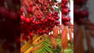 Песня ЛЮБОВЬ ХРИСТА