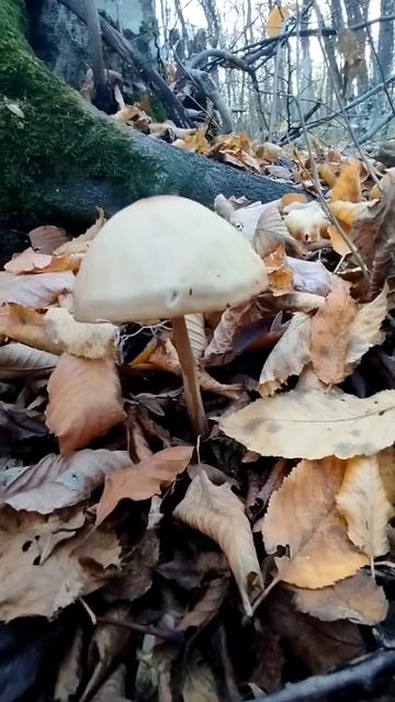 Крымский гриб