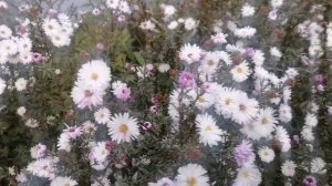 Сентябринки или многолетние астры 2024🌸