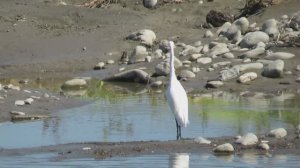 Адлер. Белая цапля и S7 Airlines A320-214 (RA-73401).