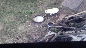 Кошка потихоньку крадется к  чашке , но сорока испугалась    ПОДПИШИСЬ