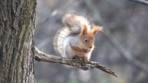 Покормил Рыжую. Зарисовка