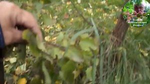 3. Видеоуроки В. Железова №2. ''Не губите дерева!''