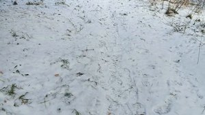 Прогуляемся  и в магазин, цена на яблоки