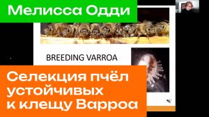 Селекция устойчивости к клещу Варроа: данные и выводы пятилетней программы