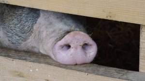 Свинья по кличке Завтрак устроила переполох в Буффало