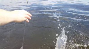 Как Володька сома ловил-3/рыбалка на сома